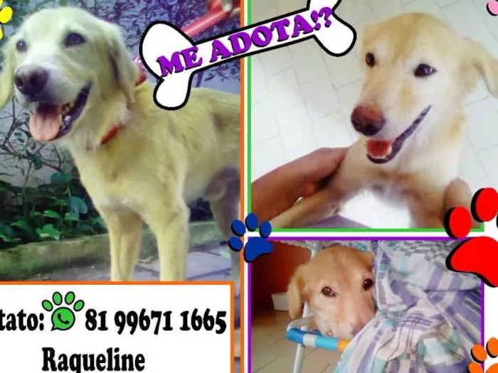 Cachorro ra a SRD idade 2 anos nome Bolota