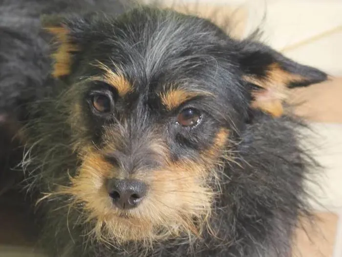 Cachorro ra a  idade 2 anos nome Lucas Miniatura