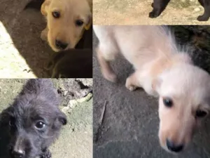 Cachorro raça indefinda idade 2 a 6 meses nome bebes 