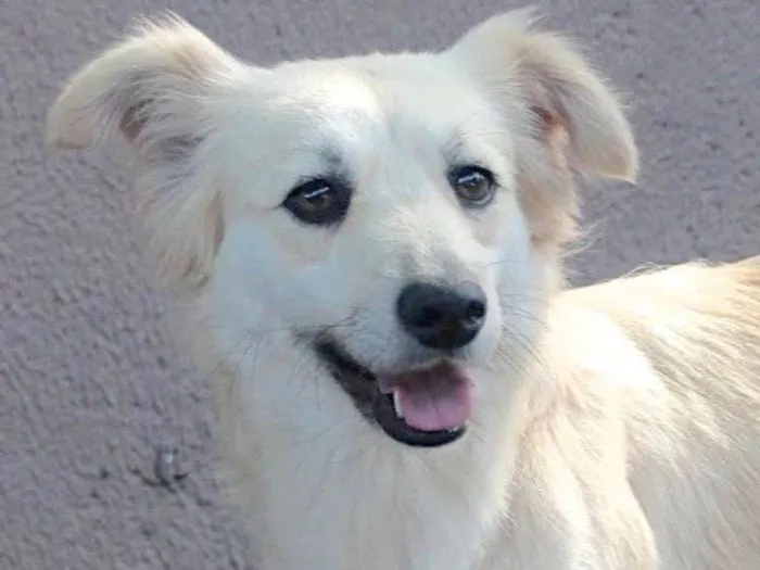 Cachorro ra a  idade 3 anos nome Angel