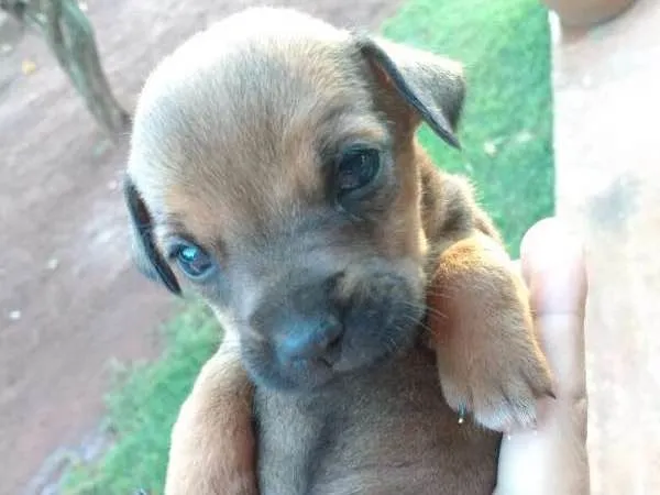 Cachorro ra a Vira lata hottwiller idade Abaixo de 2 meses nome sem nome