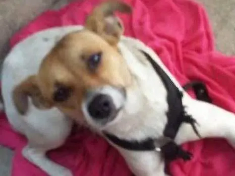 Cachorro ra a Srd idade 1 ano nome Branca