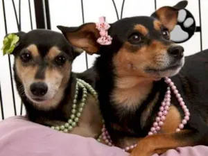 Cachorro raça Dv idade  nome Vários Filhotes e A