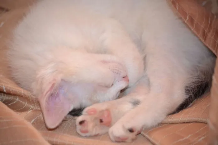 Gato ra a SRD idade 7 a 11 meses nome Clark e Dory