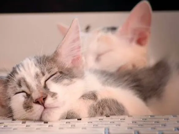 Gato ra a SRD idade 7 a 11 meses nome Clark e Dory