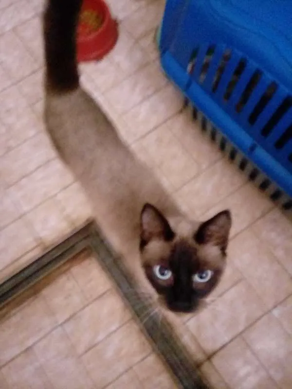 Gato ra a Siamês idade 1 ano nome Docinho