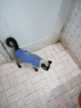 Docinho