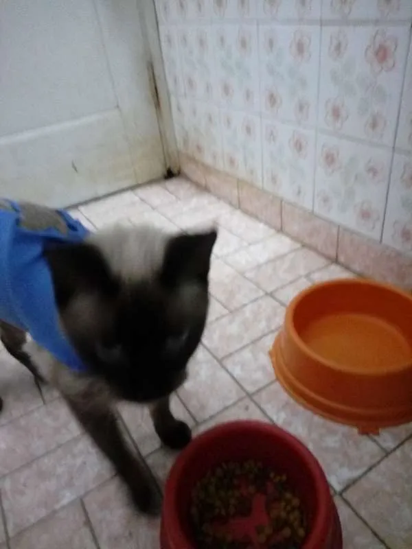 Gato ra a Siamês idade 1 ano nome Docinho