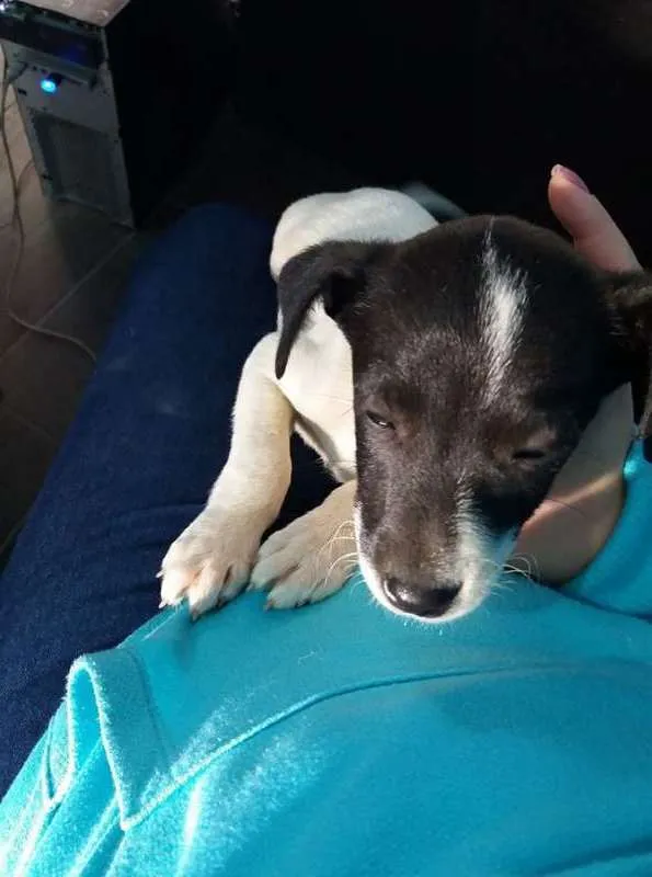 Cachorro ra a  idade Abaixo de 2 meses nome cindy