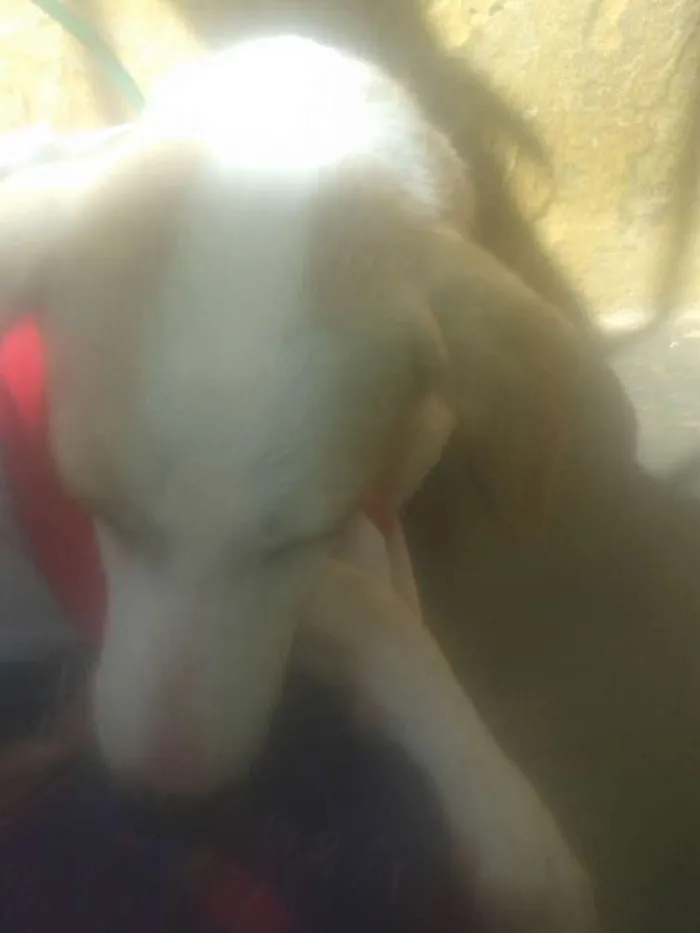 Cachorro ra a Vira-lata idade 2 a 6 meses nome Estrela