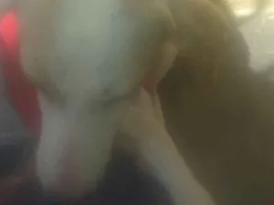 Cachorro raça Vira-lata idade 2 a 6 meses nome Estrela