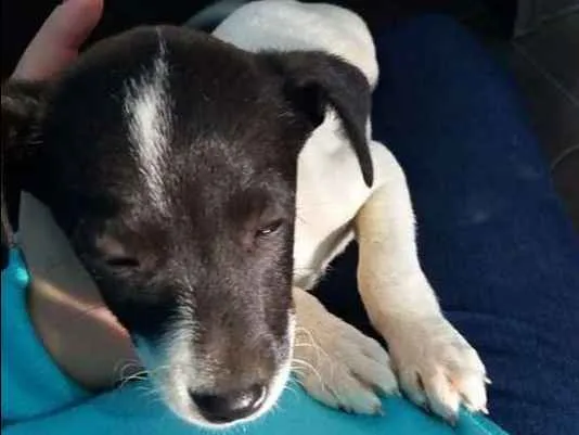 Cachorro ra a  idade Abaixo de 2 meses nome cindy