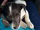 Cachorro raça  idade Abaixo de 2 meses nome cindy