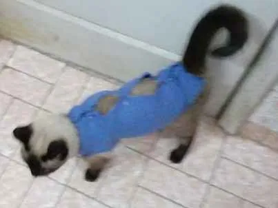 Gato ra a Siamês idade 1 ano nome Docinho