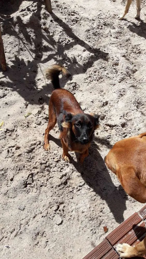 Cachorro raça Mista com pinxe e viralata idade 7 a 11 meses nome Pretinha 