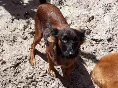 Cachorro raça Mista com pinxe e viralata idade 7 a 11 meses nome Pretinha 