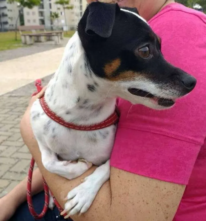 Cachorro ra a Fox Paulistinha Toy idade 4 anos nome Susan