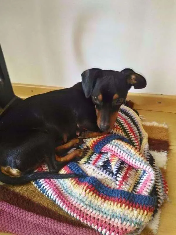 Cachorro ra a dachshund idade 1 ano nome Nescau