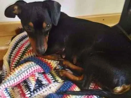 Cachorro ra a dachshund idade 1 ano nome Nescau