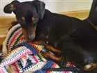 Cachorro raça dachshund idade 1 ano nome Nescau