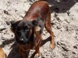 Cachorro raça Mista com pinxe e viralata idade 7 a 11 meses nome Pretinha 