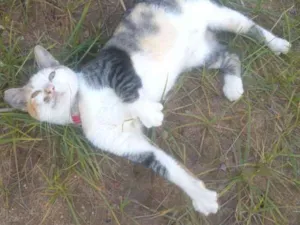 Gato raça SRD idade 7 a 11 meses nome Flor
