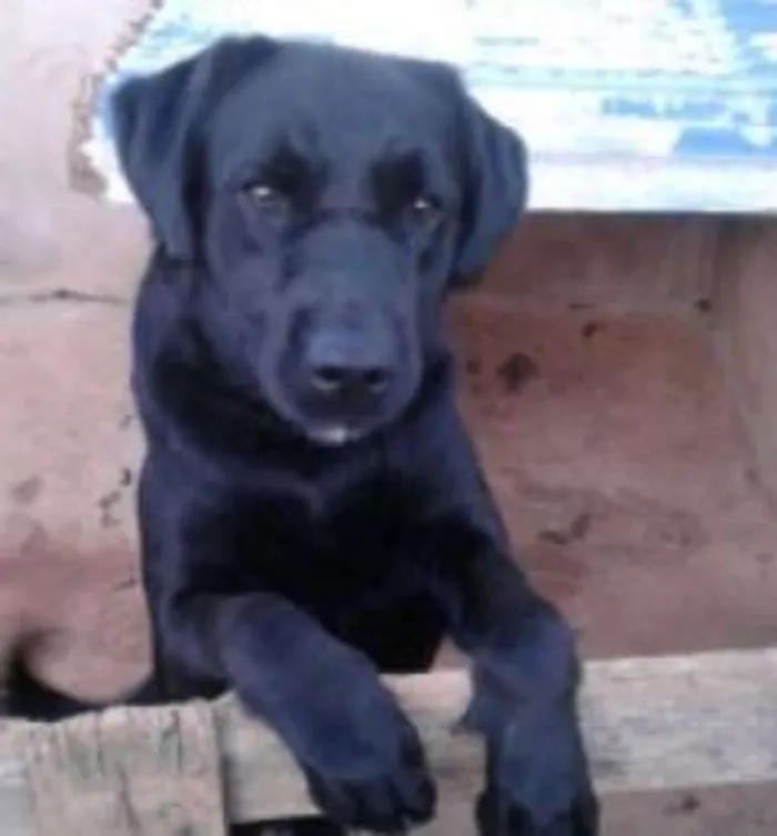 Cachorro ra a Labrador idade 2 anos nome Bylle