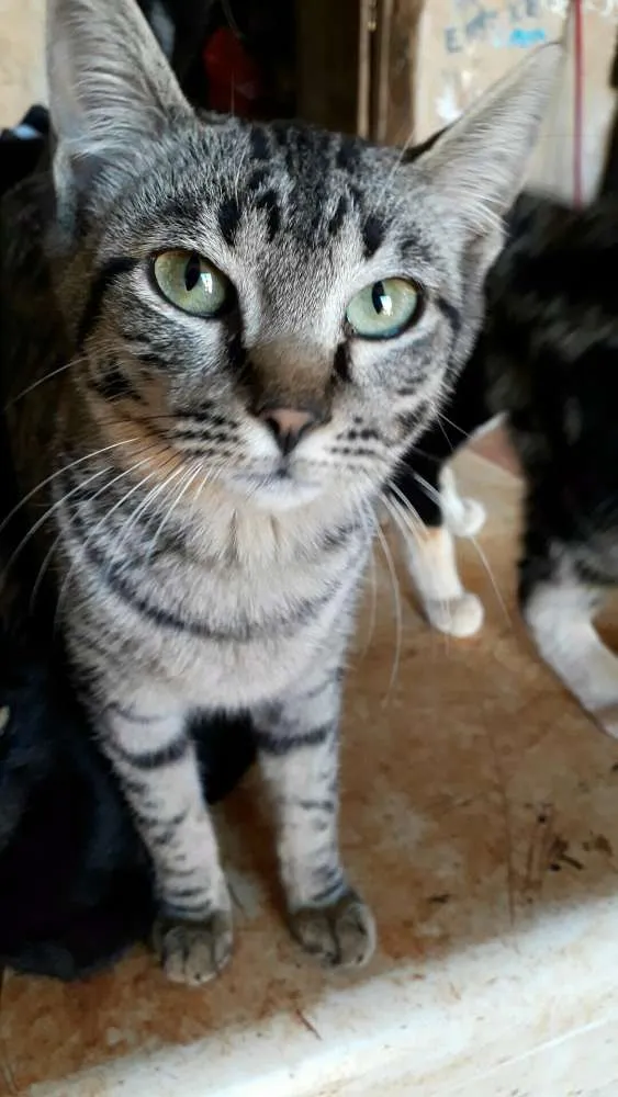 Gato ra a  idade 7 a 11 meses nome Fasante