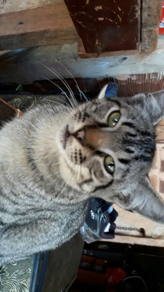 Gato ra a  idade 7 a 11 meses nome Fasante