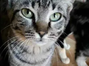 Gato raça  idade 7 a 11 meses nome Fasante
