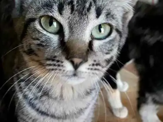 Gato ra a  idade 7 a 11 meses nome Fasante