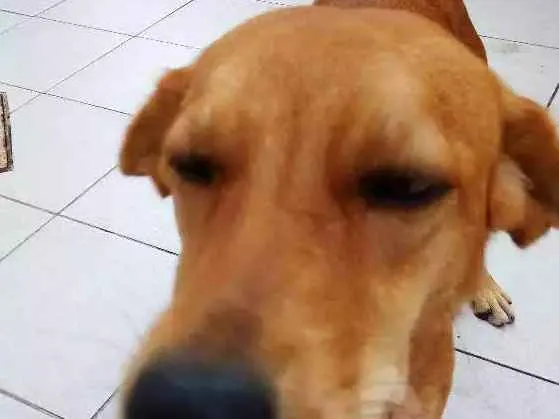 Cachorro ra a Vira lata idade 7 a 11 meses nome Mel