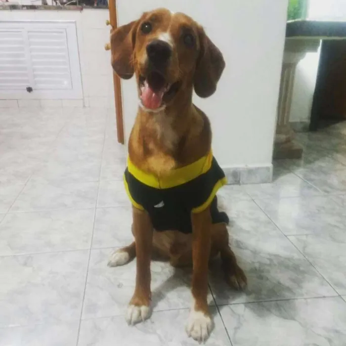 Cachorro ra a Vira lata idade 2 anos nome Dimmy