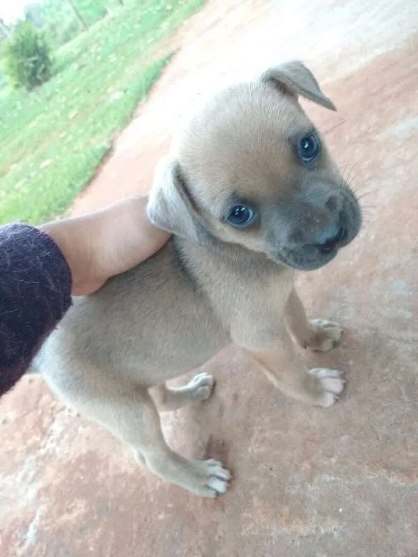 Cachorro ra a Vira lata com Hottwiler idade Abaixo de 2 meses nome Sem nome