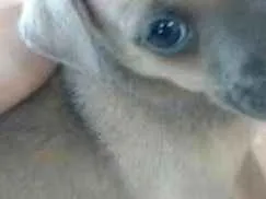 Cachorro ra a Vira lata com Hottwiler idade Abaixo de 2 meses nome Sem nome