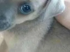 Cachorro ra a Vira lata com Hottwiler idade Abaixo de 2 meses nome Sem nome