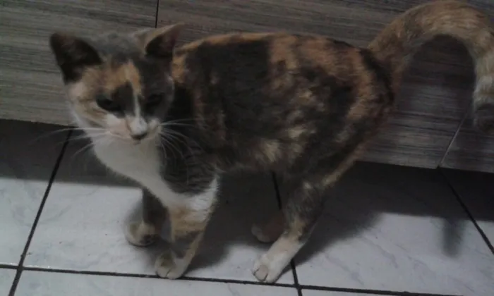 Gato ra a SRD idade 2 a 6 meses nome Avelã
