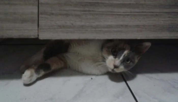 Gato ra a SRD idade 2 a 6 meses nome Avelã