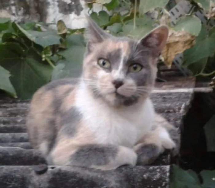 Gato ra a SRD idade 2 a 6 meses nome Avelã