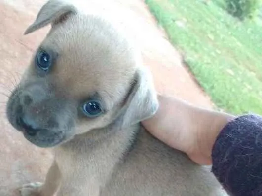 Cachorro ra a Vira lata com Hottwiler idade Abaixo de 2 meses nome Sem nome