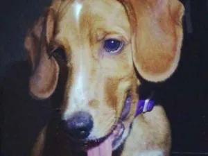 Cachorro raça Vira lata idade 2 anos nome Dimmy