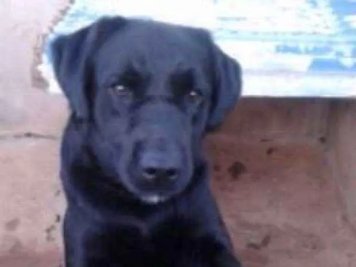 Cachorro ra a Labrador idade 2 anos nome Bylle