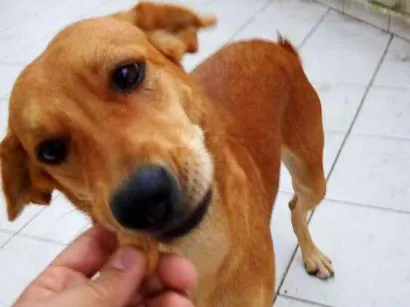 Cachorro raça Vira lata idade 7 a 11 meses nome Mel