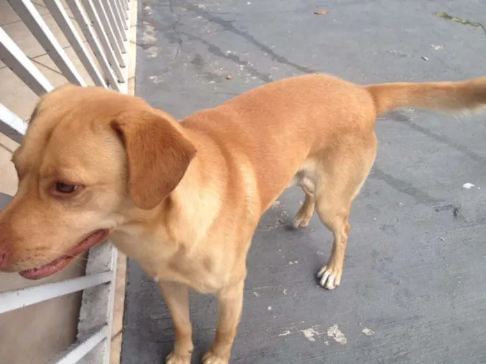 Cachorro ra a Vira-Lata idade 7 a 11 meses nome Jack