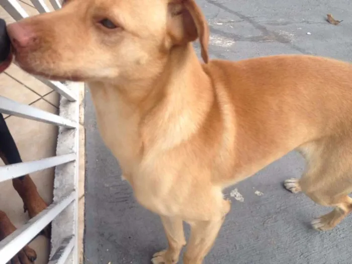 Cachorro ra a Vira-Lata idade 7 a 11 meses nome Jack