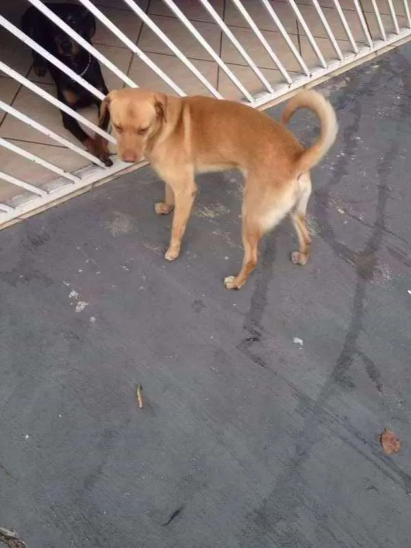 Cachorro ra a Vira-Lata idade 7 a 11 meses nome Jack