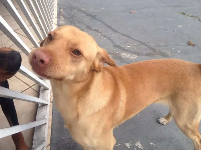 Cachorro ra a Vira-Lata idade 7 a 11 meses nome Jack