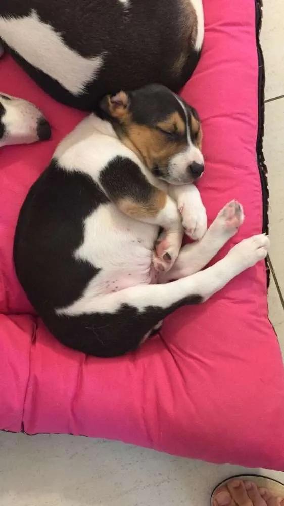 Cachorro ra a SRD idade Abaixo de 2 meses nome Billy