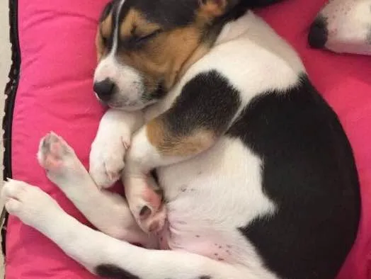 Cachorro ra a SRD idade Abaixo de 2 meses nome Billy