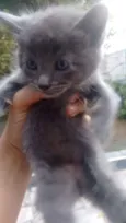 Kiara